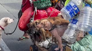 Homeless Man with Lots of Animals Asking Questions