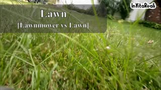 Lawn VS Lawnmower