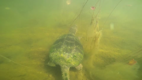Wild Snapping Turtle allows GoPro to be attached to its shell