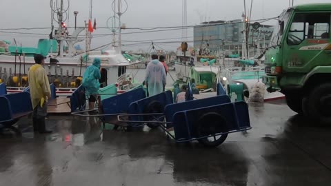 Bringing a harvest of giant bluefin tuna ashore in the rain