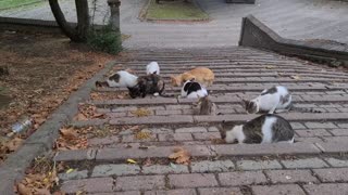 If you sit in this park, tens of cats will gather around you.