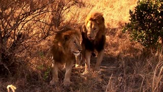 Horrible Sightings of African Lions