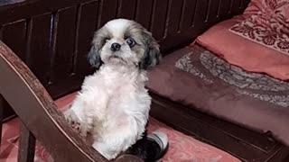 Dog Waits for Her Turn to Dance