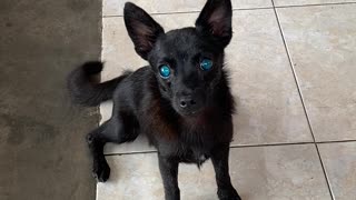 Dog's Deep Blue Eyes