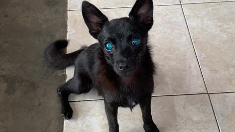 Dog's Deep Blue Eyes