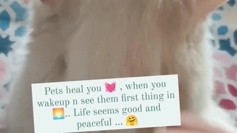 Pets Heal you 💕