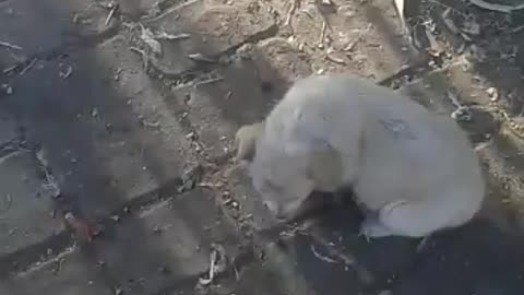 Puppy playing with a baby girl