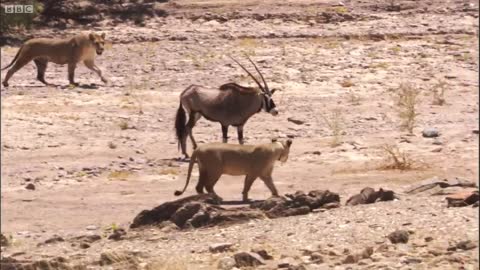 Young Lions Attack Oryx