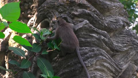 little monkeys to Relax deeply / Miquinhos para Relaxar profundamente