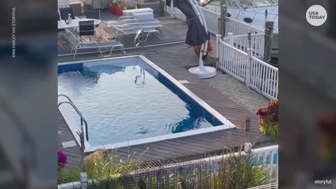 Dog sneaks over neighbor's fence to take a dip in their pool