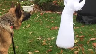 German Shepherd scared of Halloween decorations