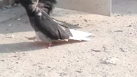 A Bahraini pigeon
