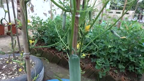 growing cucumber for beginner with many fruits