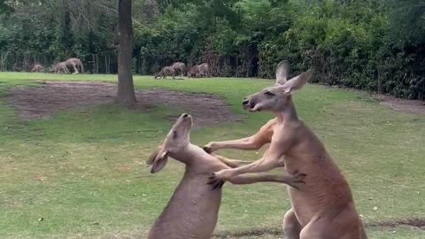 Kangaroo World