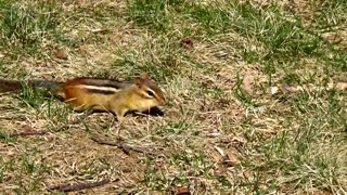 Chipmunk