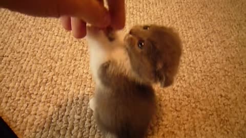 Scottish Fold munchkin