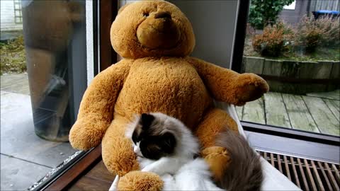 Cat and teddy bear relax on hammock