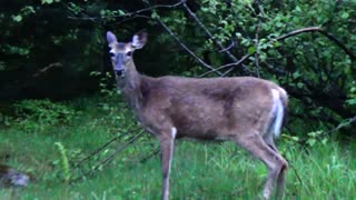 White-tailed deer