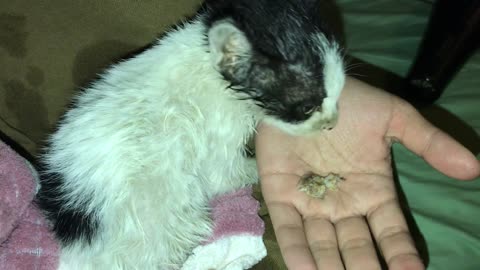 Kid Rescues Kitten Trapped Inside Pipe