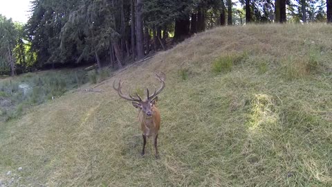 Ciervo rojo fascinado por drone