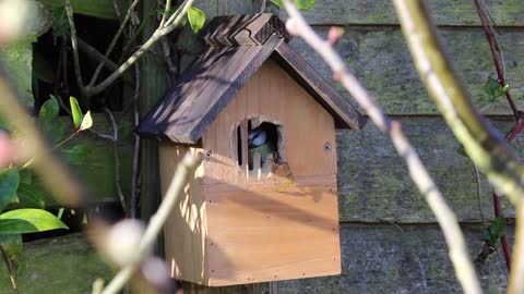 Watch the beautiful bird taking care of its new wooden home. 1