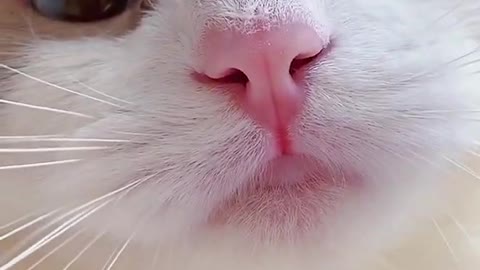 cat meme & kitten (tik tok video] - funny cats meow baby cute compilation [cat-cash home)