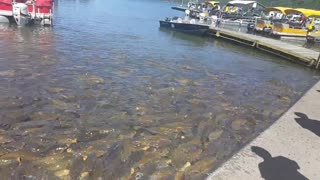 Feeding Carp at Raystown Lake, Central PA 2016