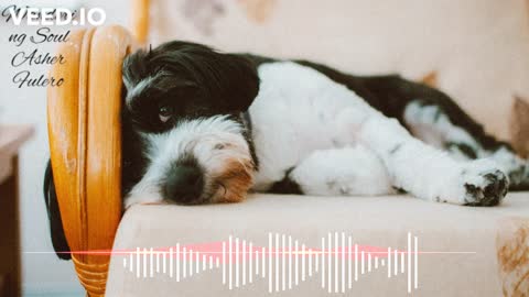 MUSIC TO RELAX YOUR DOG