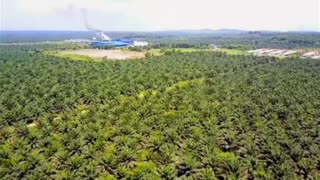 How Palm Oil Is Made Inside Factory | Palm Oil Making Process | Modern Oil Palm Harvesting Process!