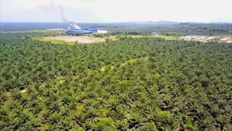 How Palm Oil Is Made Inside Factory | Palm Oil Making Process | Modern Oil Palm Harvesting Process!