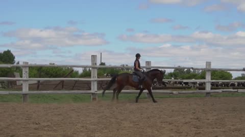 Riding horse. Girl on beautiful horse riding on manege