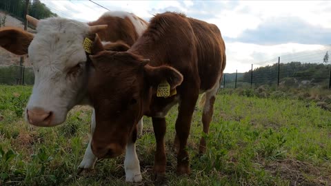 The Simmental or Swiss Fleckvieh