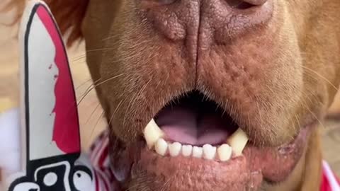 #annoying #fyp #foryou #doggo #dogsvideo #humor #dlaciebie #viral