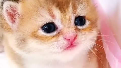 Kitten_meow_meow