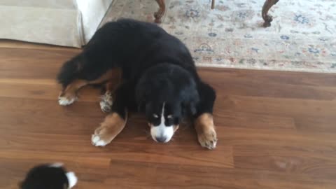 "Good Morning," Bernese Mountain Dog Puppy says.