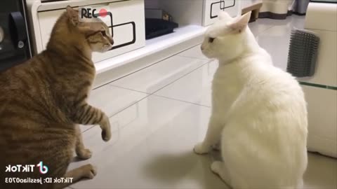 Funny Talking Cat