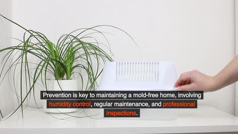 Mold Remediation? 5 Steps to a Mold-Free Home