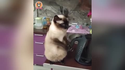Funny video dog 🐈 and cat😺 moment..