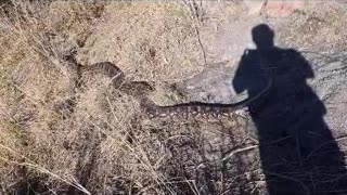 Southern African python released at a game reserve