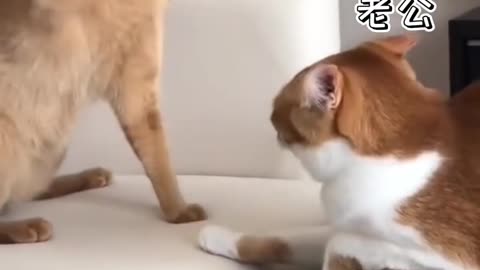 Funny cat