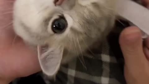 Cute Cat Grooming