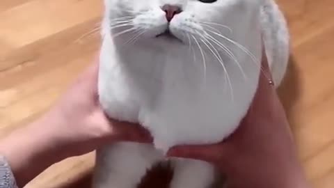 Most setisfying funny cat video 😂😜