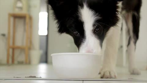 Dog Drinking Water in 4K Slow Motion