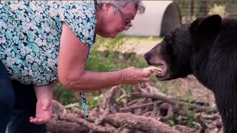The beautiful friendship of this bear with this woman