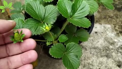 Put 1 BEET on your PLANTS (See the amazing result)