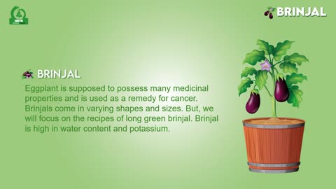 Brinjal Plant