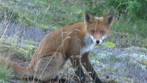 Things you need to know about RED FOXES !