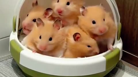 Rubbite hamsters hamstersoftiktok hamster cute adorabl.