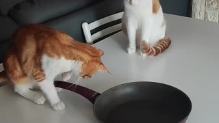 Cats Fascinated by Spinning Pan