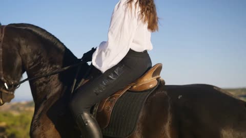 Live camera moves down as graceful purebred horse